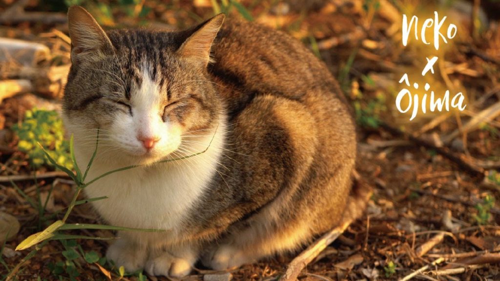 奥武島のカワイイしまねこ【沖縄】