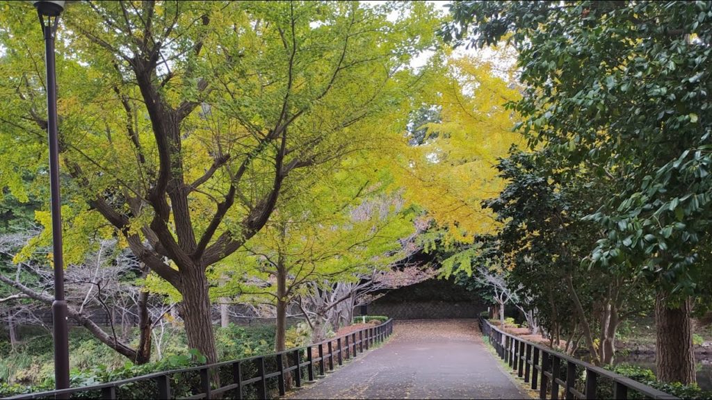 Arrival of Autumn in Japan; Mitsuike park Tsurumi. Nature filled with colours...