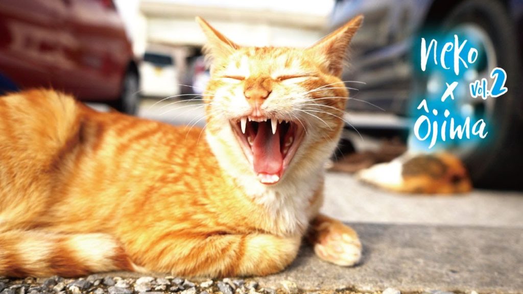 奥武島のカワイイしまねこ【沖縄】vol.2