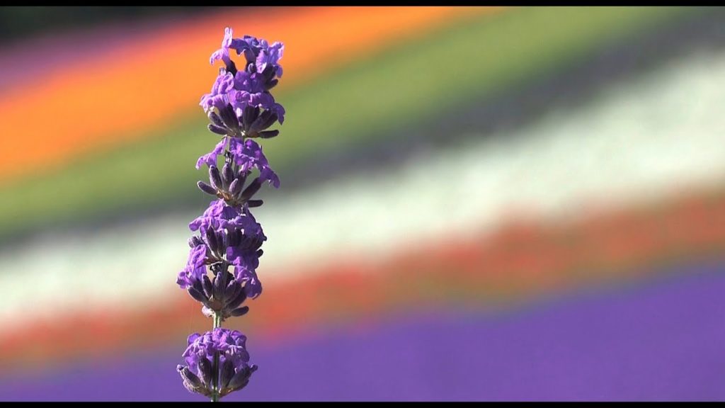 【北海道の絶景】 北海道・花彩る世界　ファーム富田　ラベンダー　Farm Tomita　Lavender hokkaido 2013