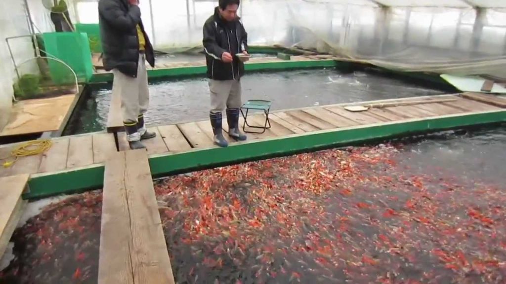 Niigata Japan Koi Fish Farm Tour - Breeder: Otsuka Koi Farm