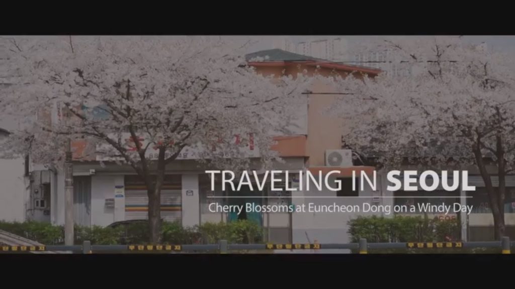 Cherry Blossom at Eunchundong on a windy day - Traveling in Seoul [Nomad Cosmac]