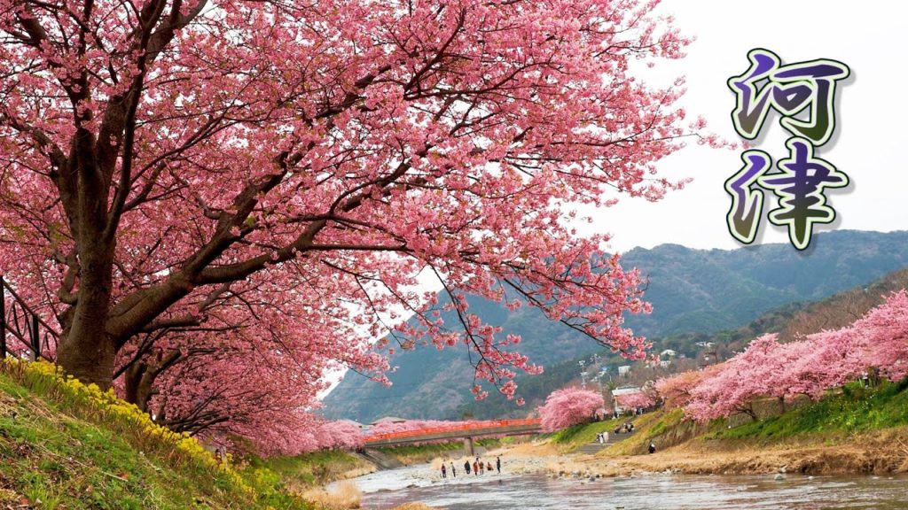 SHIZUOKA【Cherry blossoms】KAWAZU 2020 #河津桜 #4K SHIZUOKA【Cherry blossoms】KAWAZU 2020 #河津桜 #4K