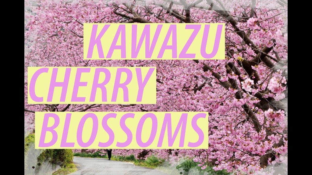 【4K】日本 KAWAZU CHERRY BLOSSOMS - KOMATSUGAIKE Park - KYOTO, JAPAN