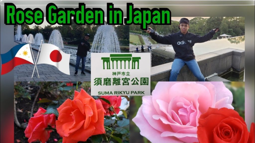 TRAVEL VLOG 1: Rose Garden (Kobe Suma Rikyu Park) Japan TRAVEL VLOG 1: Rose Garden (Kobe Suma Rikyu Park) Japan