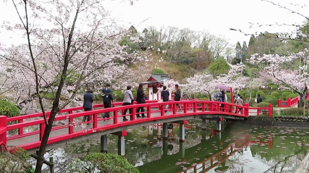 Sakura in Chiba Japan