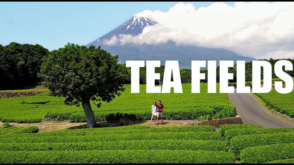 OUR FAVORITE SPOT IN JAPAN | TEA FIELDS in SHIZUOKA 大渕笹場 (静岡県) OUR FAVORITE SPOT IN JAPAN | TEA FIELDS in SHIZUOKA 大渕笹場 (静岡県)