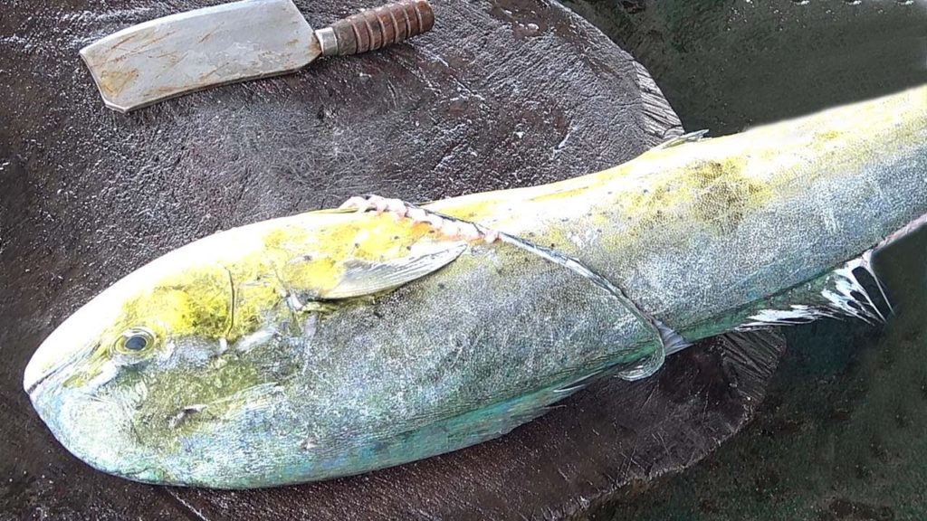 Taiwanese Street Food – GIANT MAHI MAHI FISH CUTTING Taiwanese Street Food - GIANT MAHI MAHI FISH CUTTING