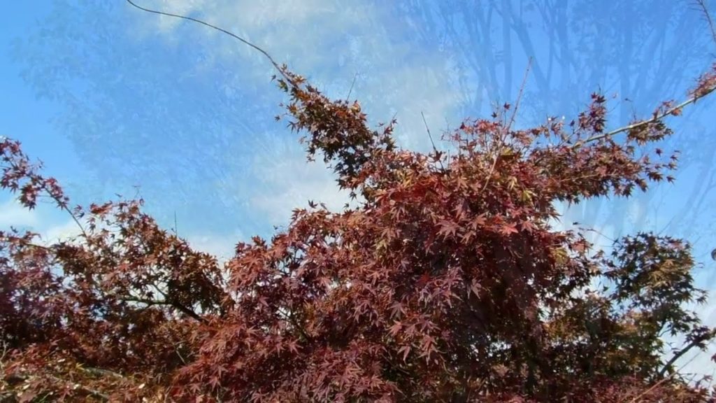 Autumn Leaves in Japan