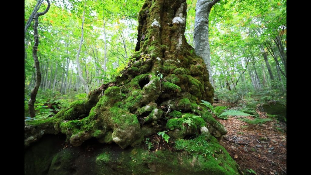 JG☆☆☆☆8K HDR 秋田 藤里 世界遺産白神の南側 Akita,Fujisato,World Heritage Shirakami South Area