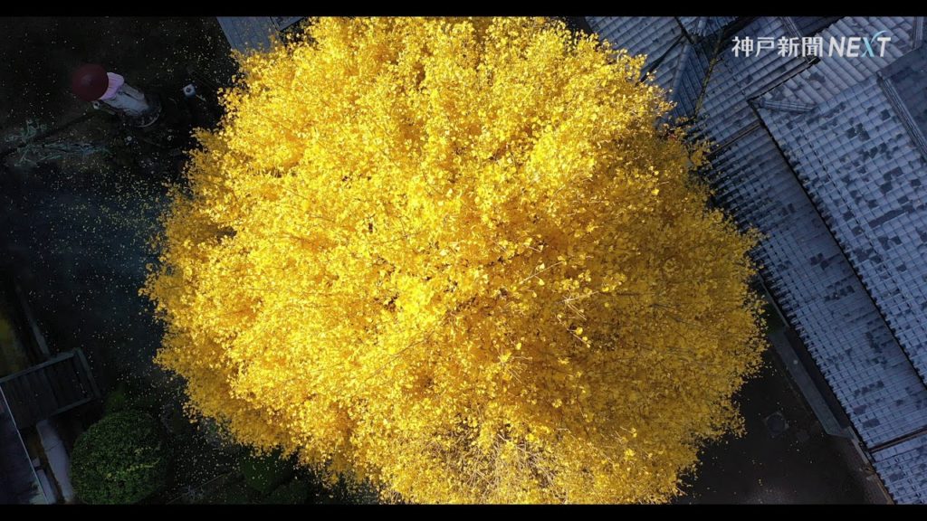 【4K動画】ドローン撮影　黄金色の大イチョウ　宇土観音で知られる弘誓寺　兵庫県丹波篠山市