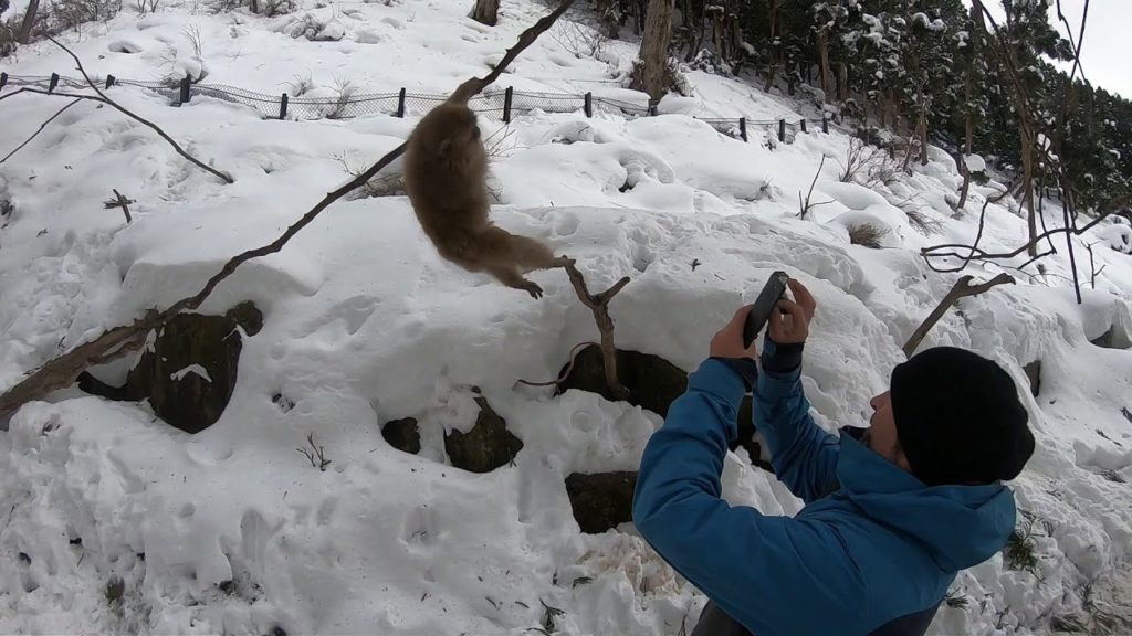 Jigokudani Monkey Park, Yamanochi, Nagano, Japan - January 2019