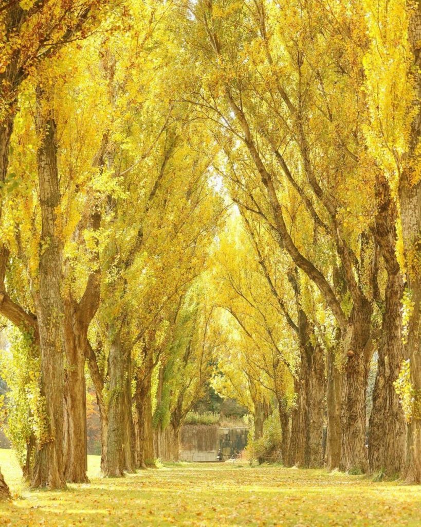 Enjoy the beautiful row of yellow leaves at Maeda Forest Park in Hokkaido Prefec...