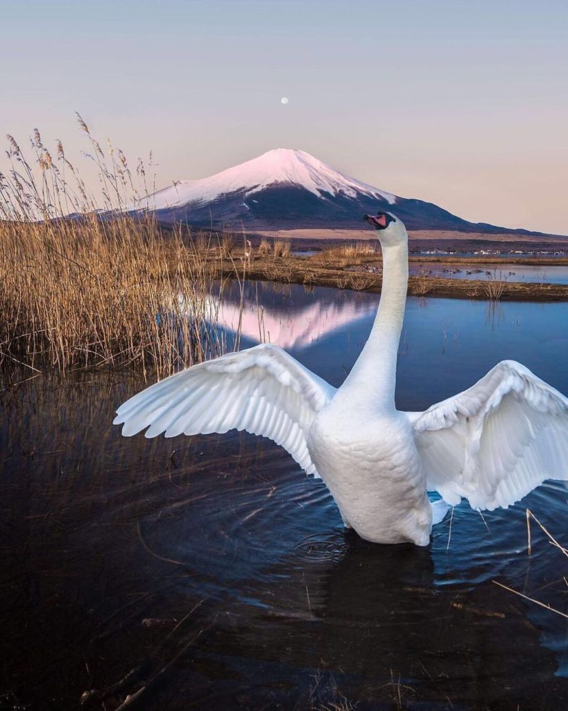 Did you know that Lake Yamanaka, located at the base of Mt. Fuji, is also known ...