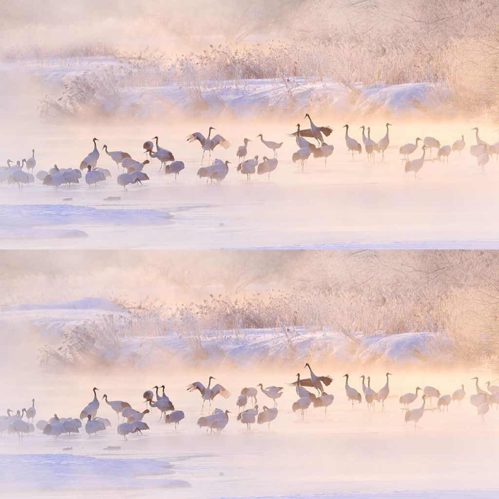 *SPOT THE DIFFERENCE* There are 6 differences between these two photos of cranes...