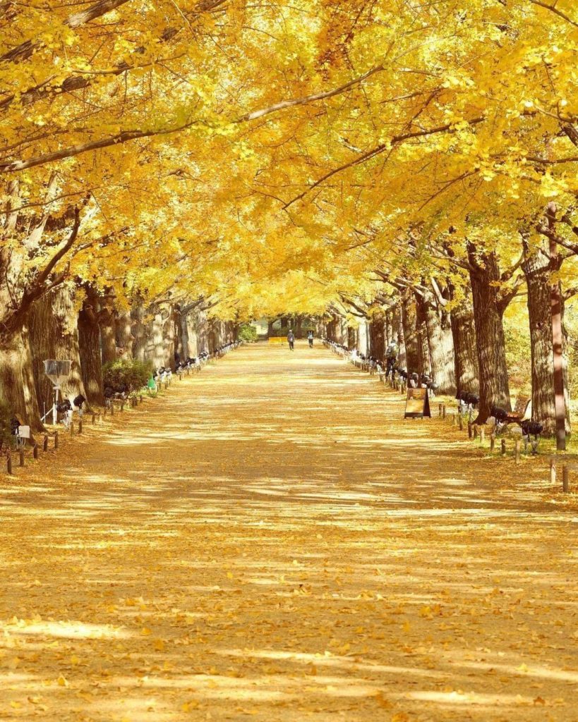 Visit Japan: Another season is passing by so quickly! As we’re approaching to winter, here’s … Another season is passing by so quickly! As we're approaching to winter, here's ...