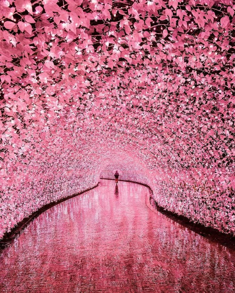 Visit Japan: No place does illuminations like Japan! One of the biggest and most popular spo… No place does illuminations like Japan! One of the biggest and most popular spo...