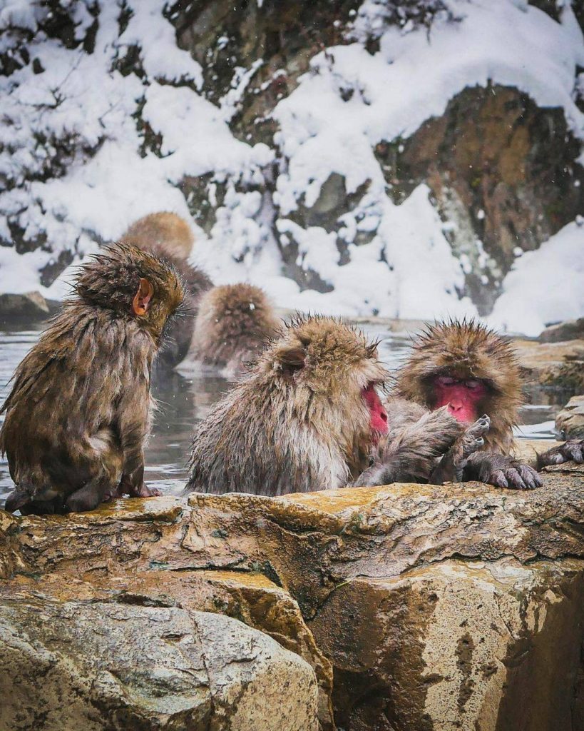 Japan Travel: These guys have the right idea! When it’s cold outside we’re convinced that ther… These guys have the right idea! When it's cold outside we're convinced that ther...