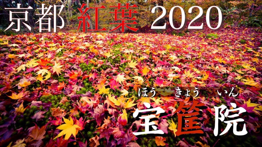 京都 紅葉 2020 / 宝筐院 庭園で密を避けながら紅葉を楽しむ