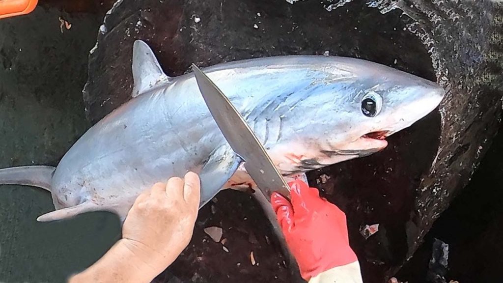 Cutting Little Grey Shark in slices at Fish Market Cutting Little Grey Shark in slices at Fish Market