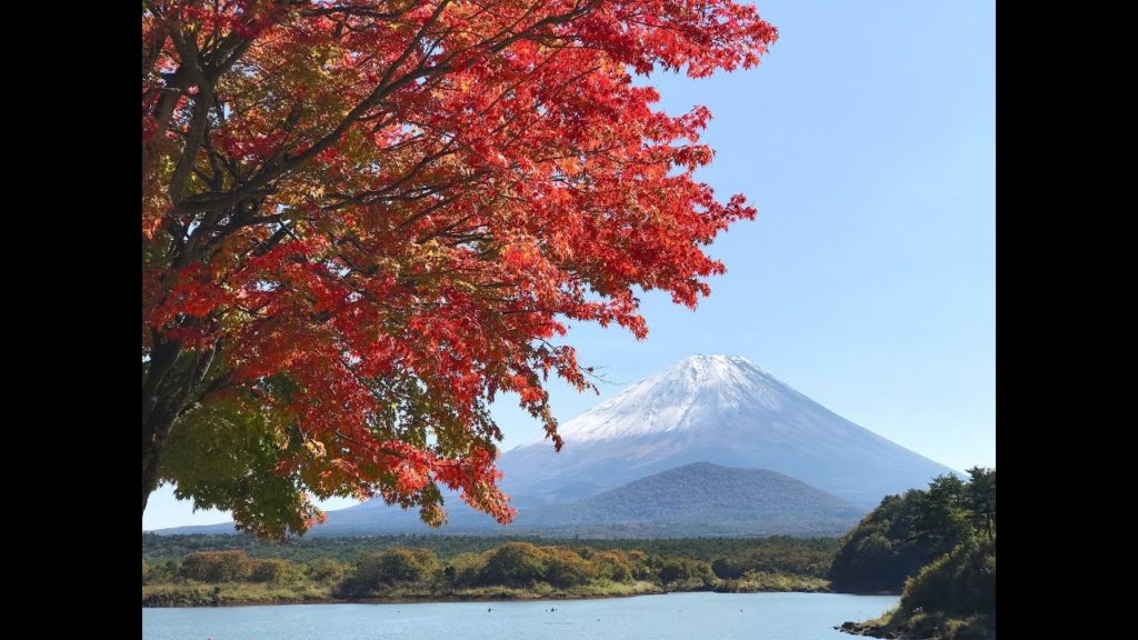 Early autumn leaves & Mt.Fuji at lake Shojiko 精進湖のひと足早い紅葉と富士山