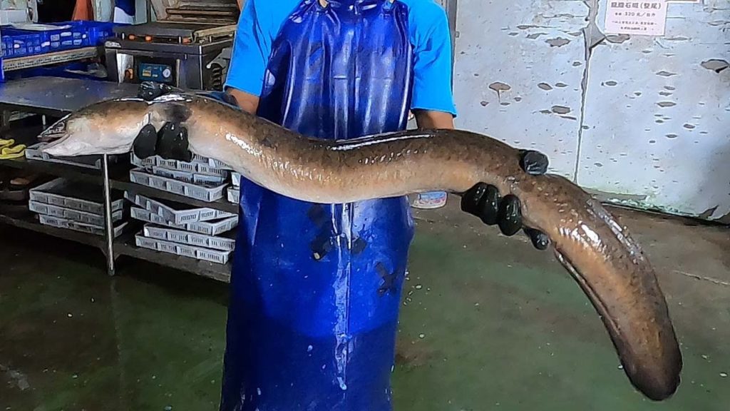 How to fillet giant eel - fish cutting skills