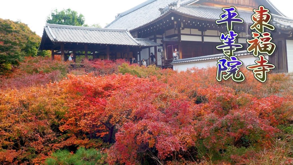 KYOTO. Autumn foliage of Tofukuji Temple and Byodoin Temple 2020. #東福寺 #平等院 #4K KYOTO. Autumn foliage of Tofukuji Temple and Byodoin Temple 2020. #東福寺 #平等院 #4K