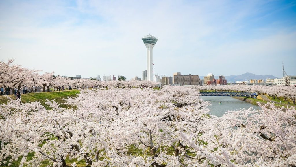 Hakodate’s Cherry Blossoms Spring 2018 | nippon.com