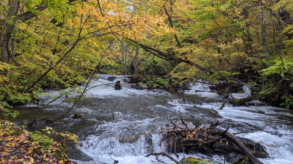 【4K Aomori #FimiPalm】Oirase stream3-Walk in the beautiful autumn leaves forest #ASMR 【4K Aomori #FimiPalm】Oirase stream3-Walk in the beautiful autumn leaves forest #ASMR