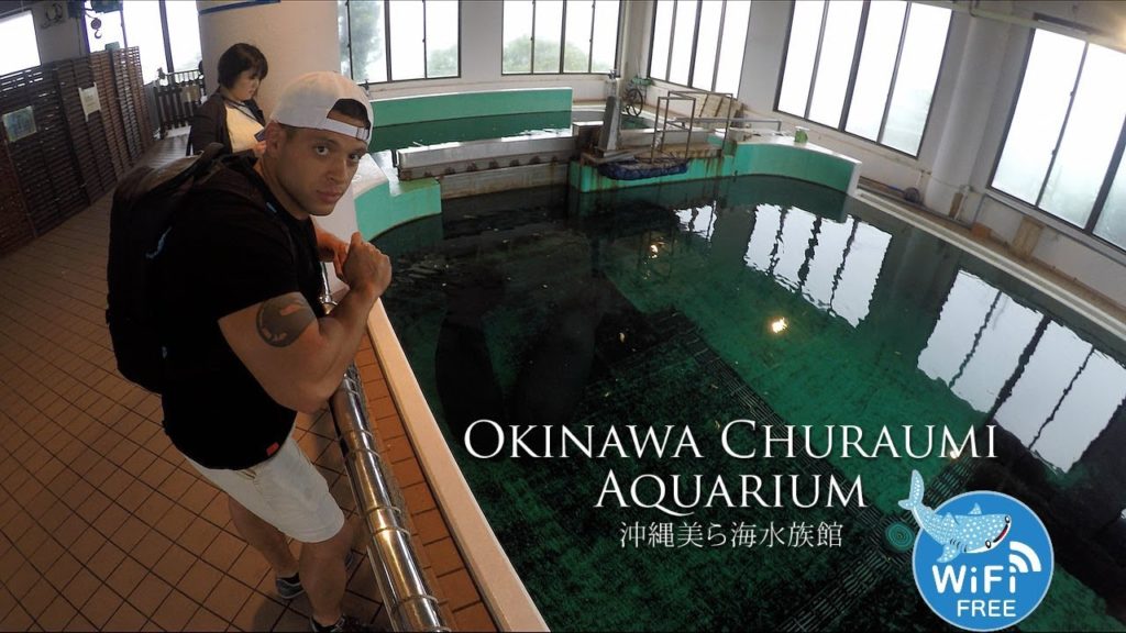 Okinawa Churaumi Aquarium Vlog
