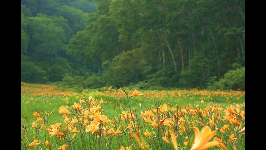 JG☆☆☆☆ 長野 カヤノ平の7月(キスゲ,アヤメ,ラン) Nagano,Kayanodaira Wetland