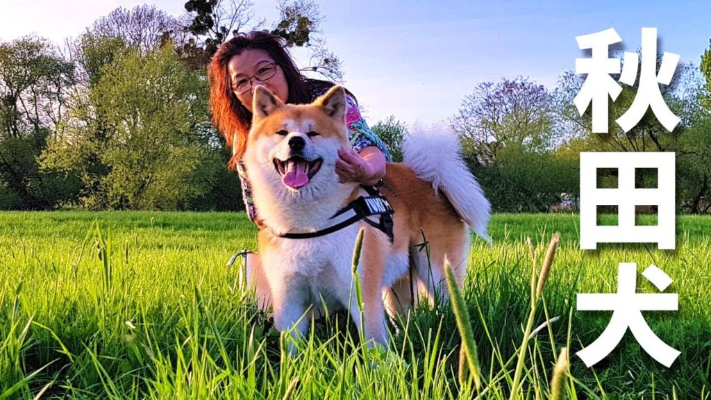 AKITA INU – A Day In The Life Of A Japanese Dog | Happy Mother's Day | 秋田犬 AKITA INU - A Day In The Life Of A Japanese Dog | Happy Mother's Day | 秋田犬