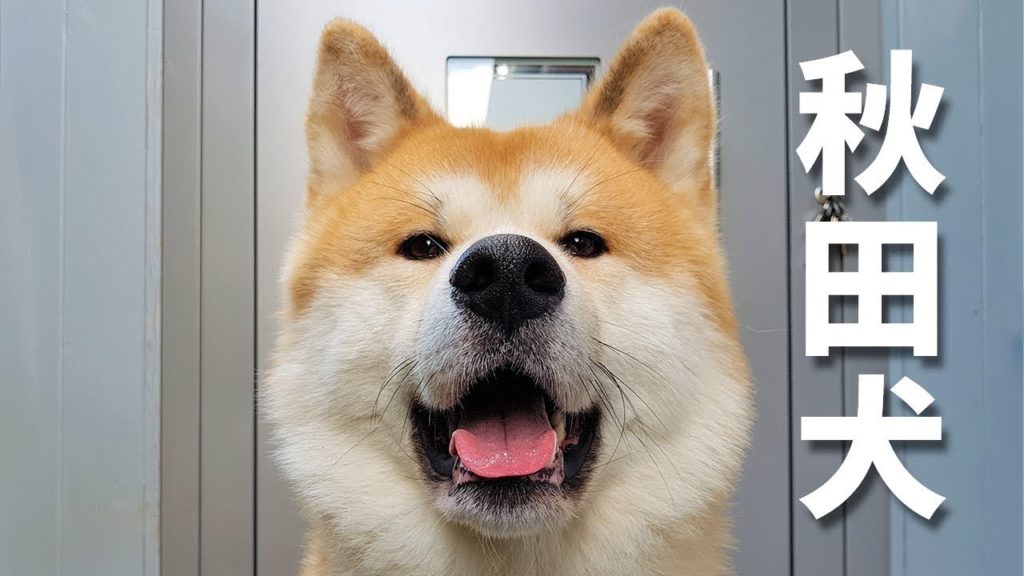 AKITA INU – Japanese Dog Living In Germany | A Day In The Life Of Yuki | 秋田犬 AKITA INU - Japanese Dog Living In Germany | A Day In The Life Of Yuki | 秋田犬