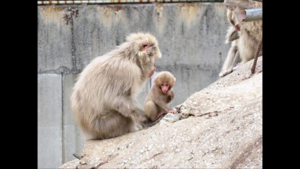 AOMORI Snow Monkey Park & Cycling in Wakinosawa 野猿公苑＆サイクリング 脇野沢