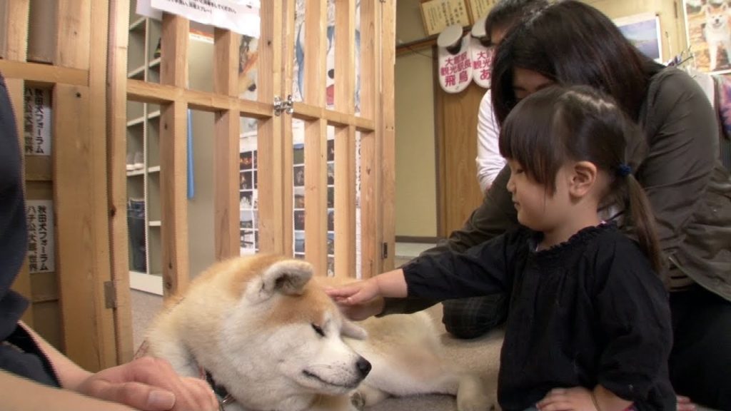 Japan’s Most Faithful Dogs The Akita Inu Japan’s Most Faithful Dogs The Akita Inu