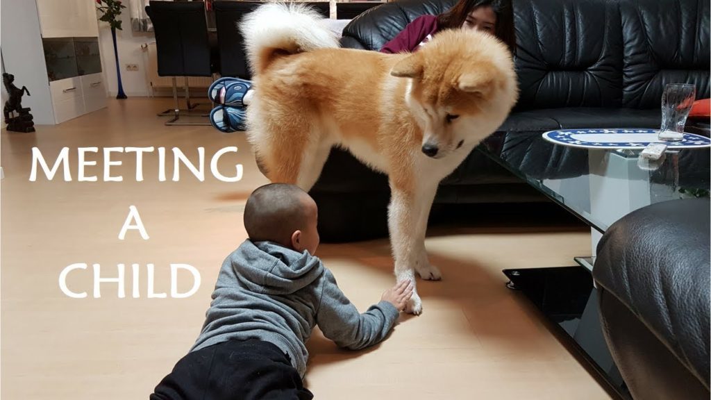 AKITA INU – Meeting A Child | 秋田犬 AKITA INU - Meeting A Child | 秋田犬