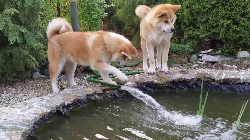 Japanese Akita Inu play with the mysterious water jet