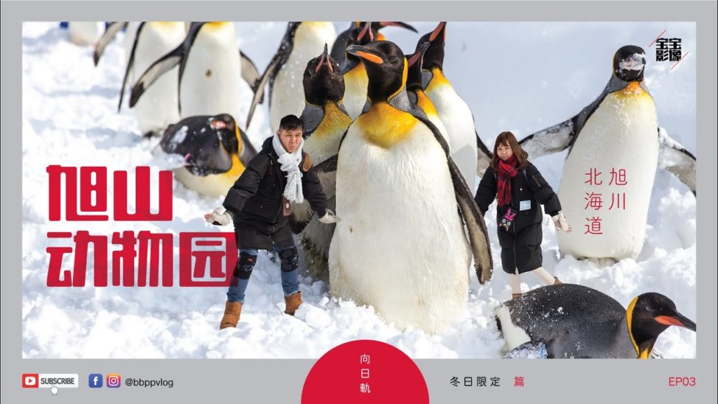 [北海道旅行] 冬日限定 EP03: 旭川市旭山动物园 | Hokkaido Winter Trip | 北海道2月 | 北海道自由行 | 北海道冬 | ゴートゥートラベル | gotoトラベル