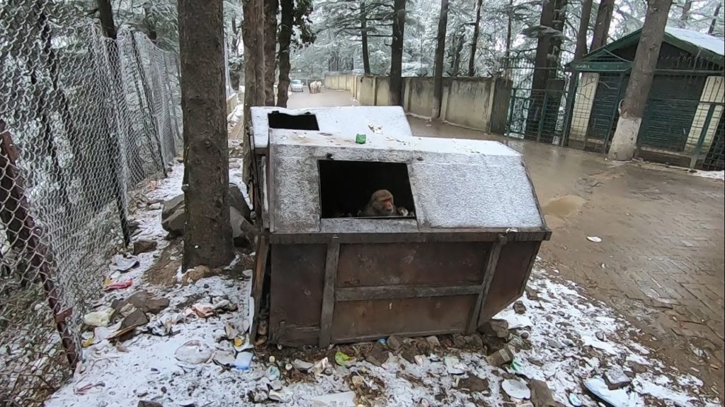 Kufri Snow - Monkey Eating Food, Shimla || Himachal Pradesh, India