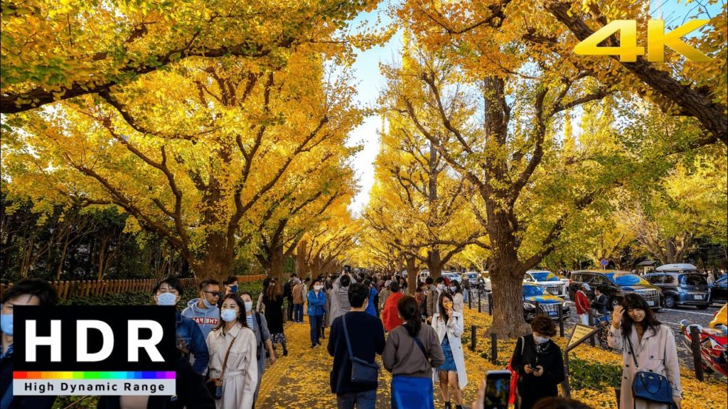 【4K HDR】Autumn Leaves in Tokyo – Jingu Gaien Ginkgo Avenue – Japan Walking Tour 2020 【4K HDR】Autumn Leaves in Tokyo - Jingu Gaien Ginkgo Avenue - Japan Walking Tour 2020