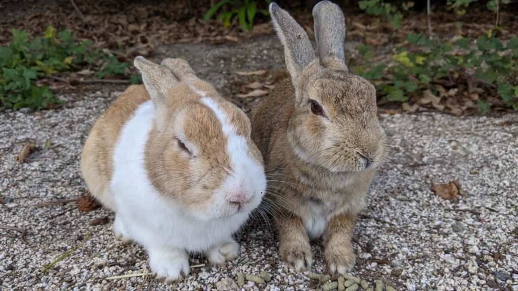 【4K Hiroshima #DJIpocket2】Rabbit island (Okunoshima) #Binaural