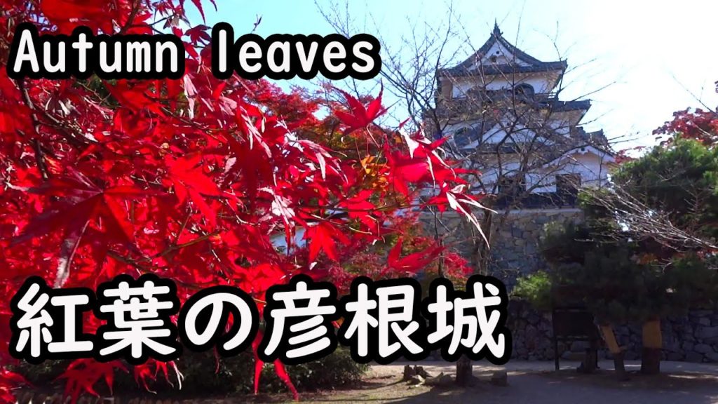 紅葉が美しい彦根城  Hikone Castle in Japan with beautiful autumn leaves. 紅葉が美しい彦根城  Hikone Castle in Japan with beautiful autumn leaves.