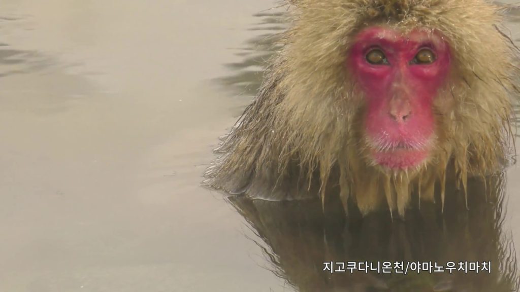 4K | 온천 – 신슈 4K 콘텐츠 'NAGANO KIREI' 4K | 온천 - 신슈 4K 콘텐츠 'NAGANO KIREI'