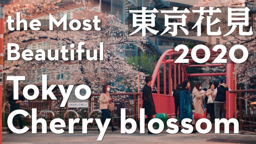 4K 2020 Tokyo the most beautiful Cherry blossom Sakura Hanami 東京 花見 東京観光 桜の名所 4K 2020 Tokyo the most beautiful Cherry blossom Sakura Hanami 東京 花見 東京観光 桜の名所