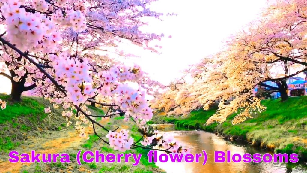 Japan in HD –  Relaxing Aerial Film | Sakura (Cherry flower) Blossoms, Japan | SAKURA Hanami Japan in HD -  Relaxing Aerial Film | Sakura (Cherry flower) Blossoms, Japan | SAKURA Hanami