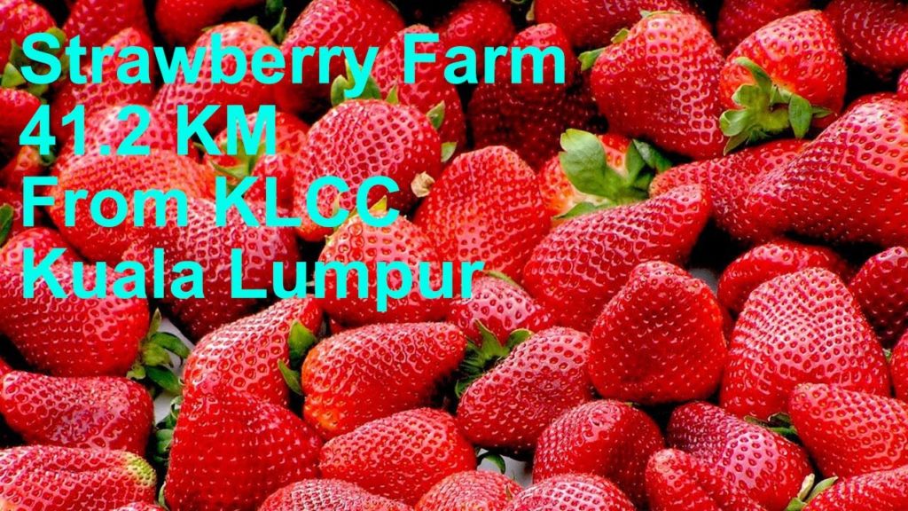 [4K] Walking Tour Strawberry Farm 41 km from KLCC Kuala Lumpur