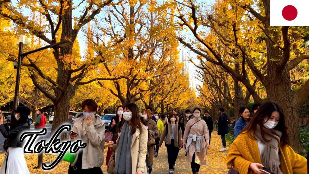🇯🇵🍁Tokyo Autumn Walk - Jingu Gaien Ginkgo Avenue | いちょう並木 -【4K 60fps】
