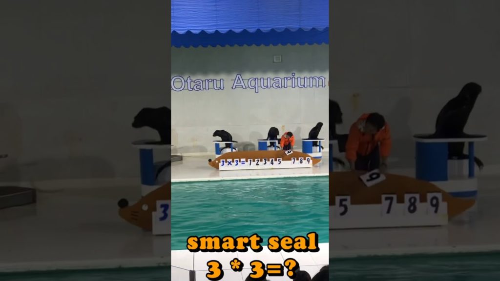 Smart Seal at Otaru Aquarium What is the Answer 3 * 3 = ?? #Shorts