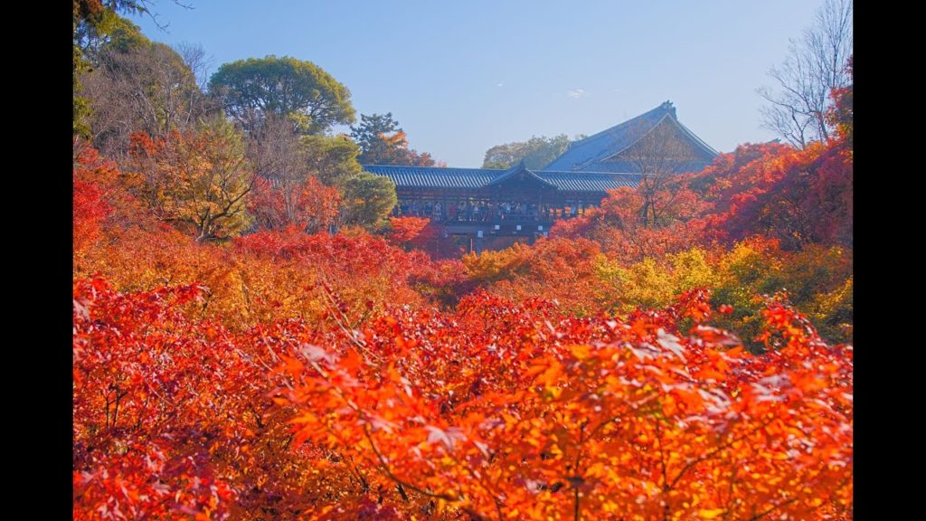 JG☆☆☆☆☆8K HDR 京都 東福寺の紅葉をゆっくり味わう Kyoto,Tofukuji in Autumn, Red Leaves in Detail
