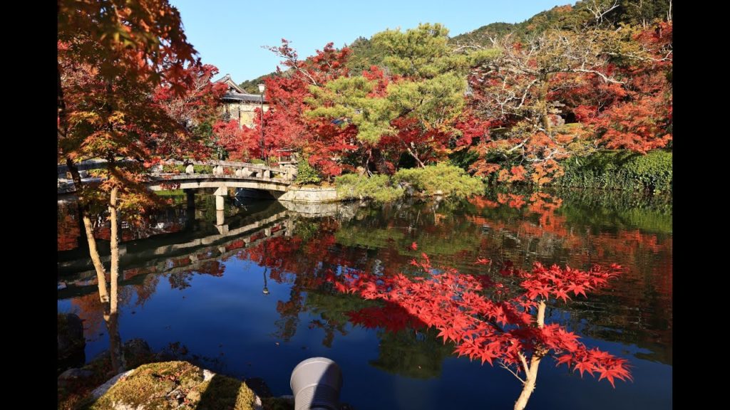 JG☆☆☆☆8K HDR 京都 永観堂 盛りの紅葉 Kyoto, Eikando in Autumn, Best Day with Red Leaves